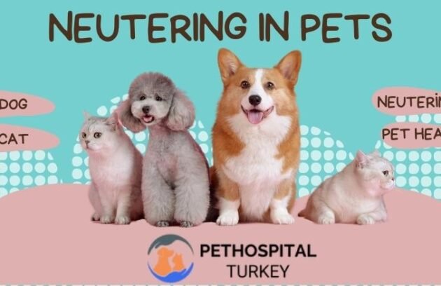 Neutering ın pets