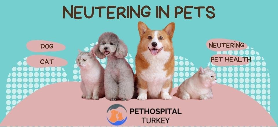 Neutering ın pets